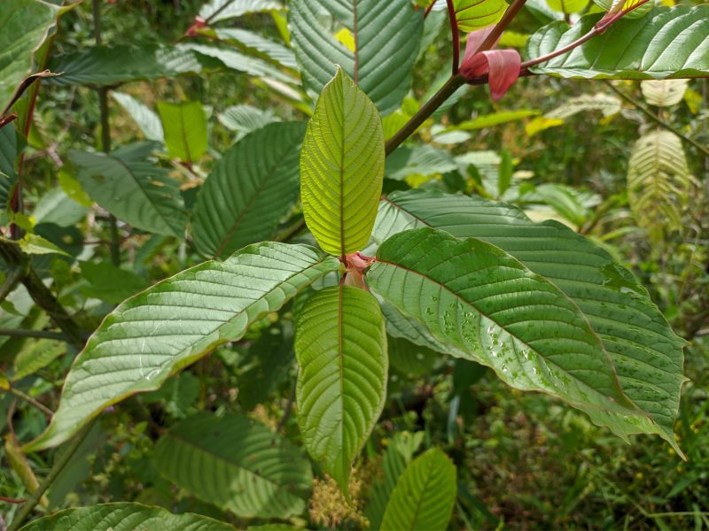 Green Maeng Da Kratom